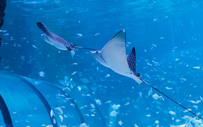Spotted eagle rays swimming in the National Aquarium Abu Dhabi.