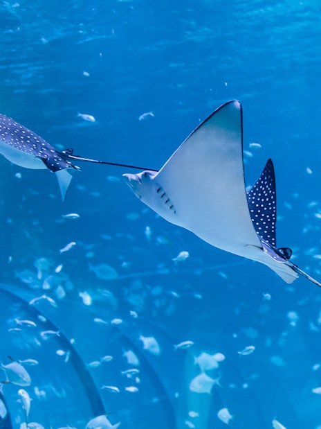 Spotted eagle rays swimming in the National Aquarium Abu Dhabi.