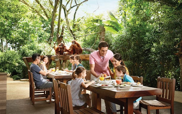 Dining experience with orangutans at Singapore Zoo.