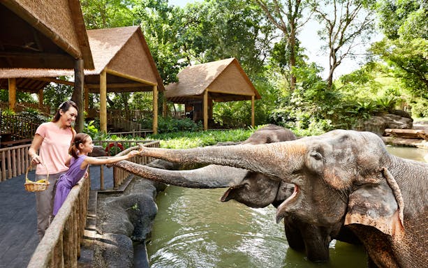 Child feeding elephants at Singapore Zoo.