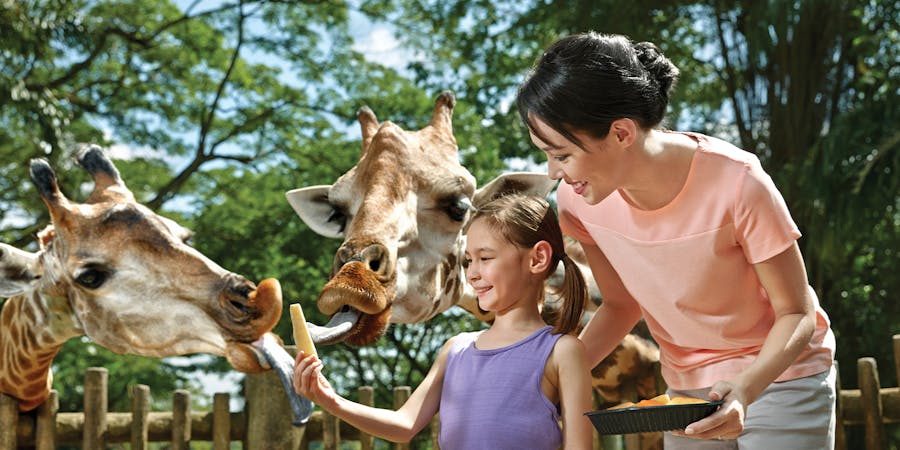 Singapore in June - things to do - Singapore Zoo