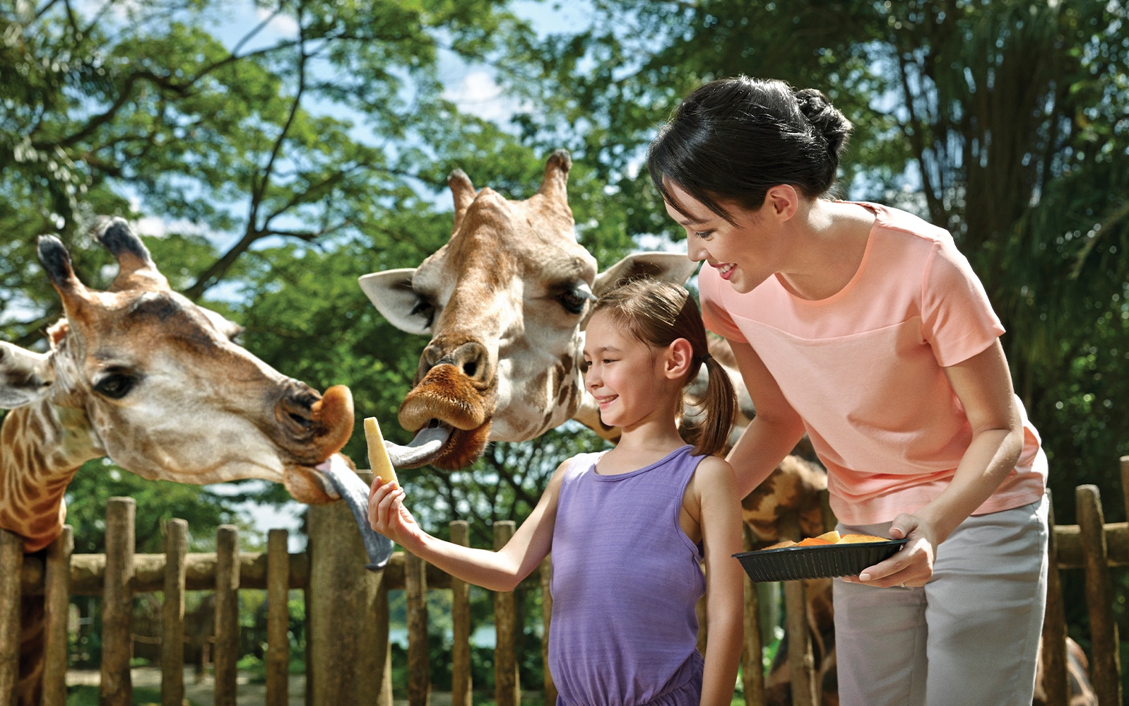 Feeding giraffes at Singapore Zoo.