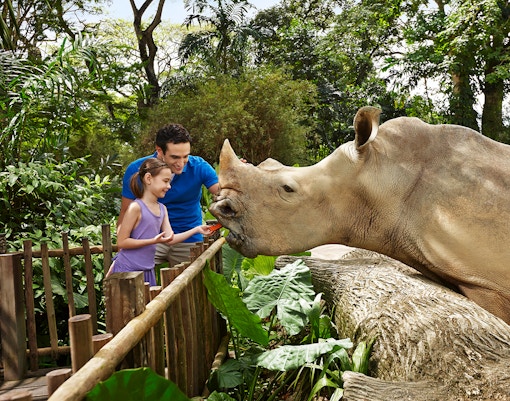 Child feeding a rhinoceros at Singapore Zoo.