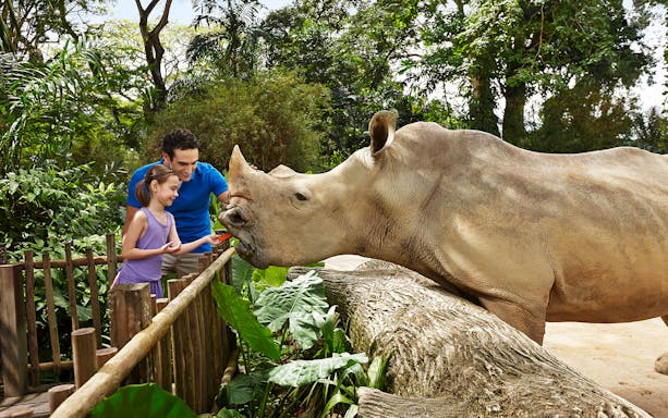 Child feeding a rhinoceros at Singapore Zoo.
