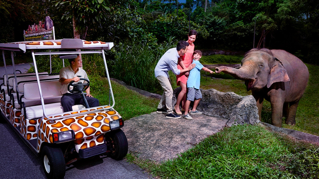 Family feeding elephant during Singapore Night Safari tram ride.