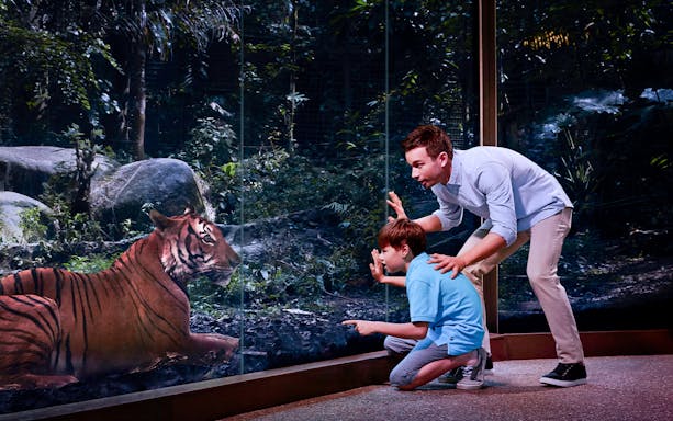 Father and son observing a tiger through glass at Singapore Night Safari.