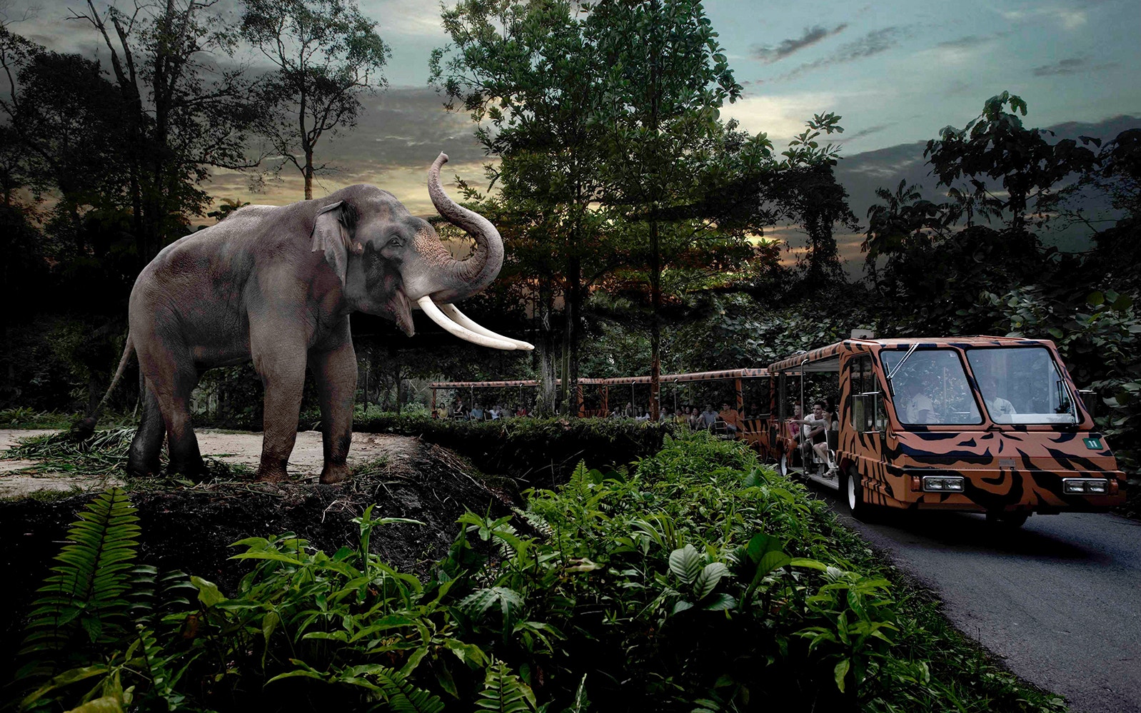 Elephant near tram at Singapore Night Safari.