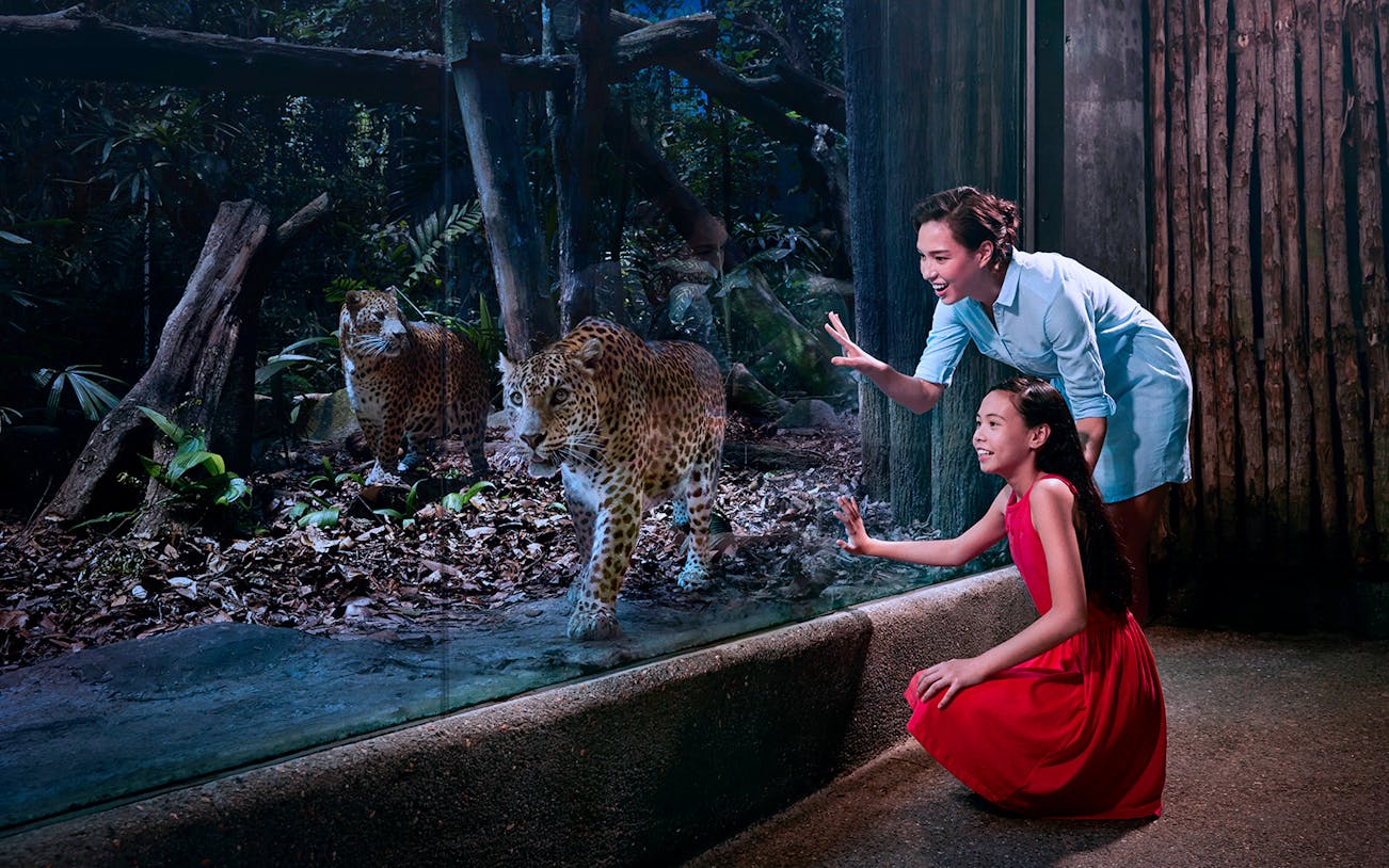 Visitors observing leopards through glass at Singapore Night Safari.