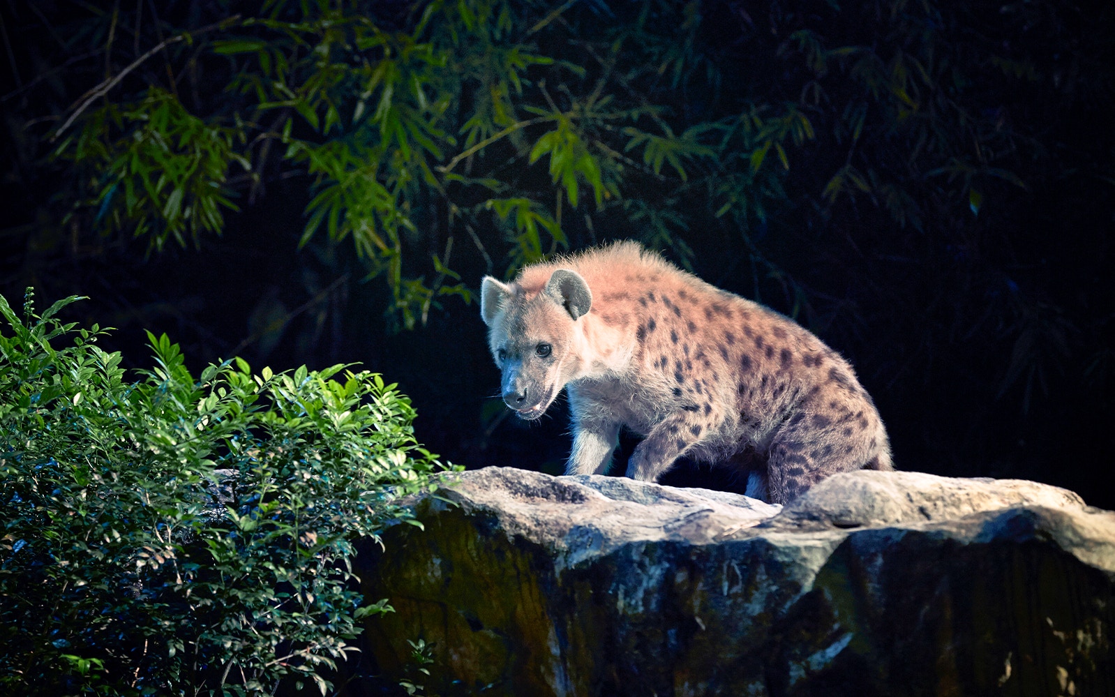 Hyena on a rock at Singapore Night Safari.
