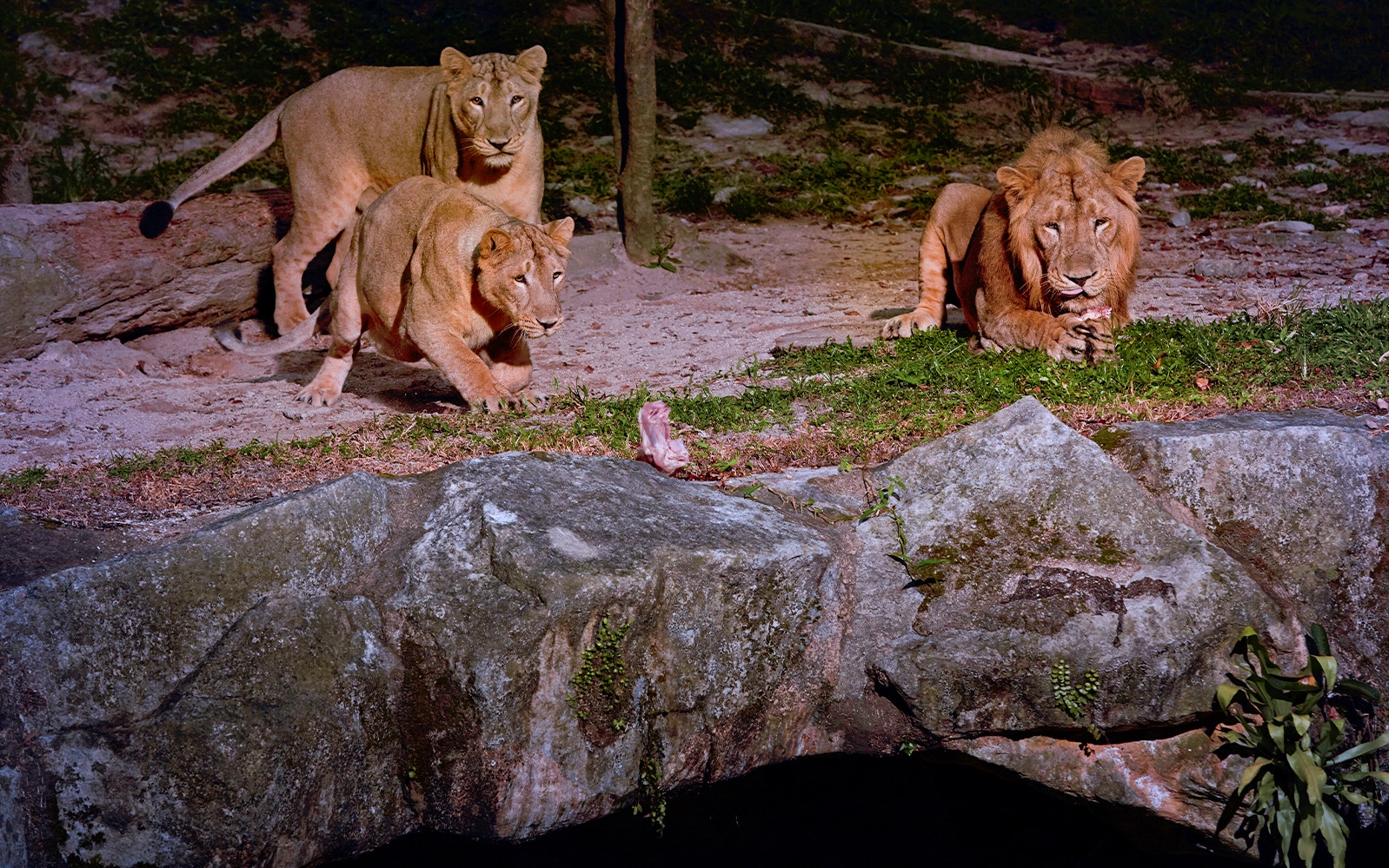 Lions resting on rocks at Singapore Night Safari.