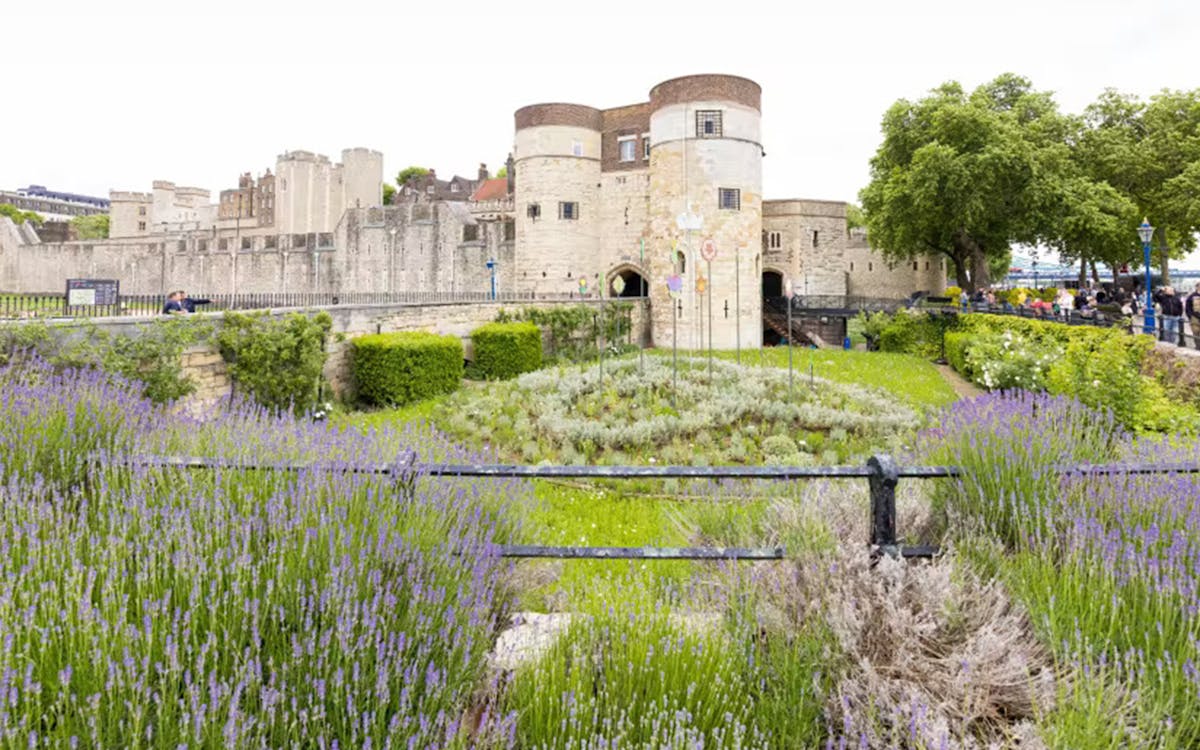 superbloom alla torre di londra con ingresso incluso-11 superbloom alla torre di londra con ingresso incluso-11