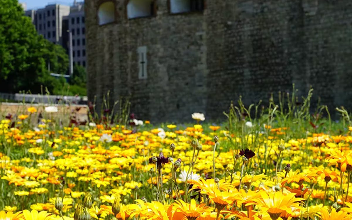 superbloom alla torre di londra con ingresso incluso-12 superbloom alla torre di londra con ingresso incluso-12