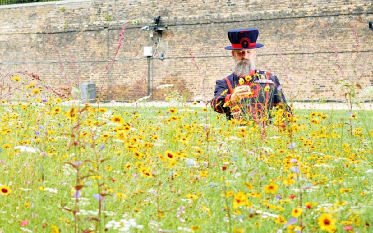 superbloom alla torre di londra con ingresso incluso-6 superbloom alla torre di londra con ingresso incluso-6
