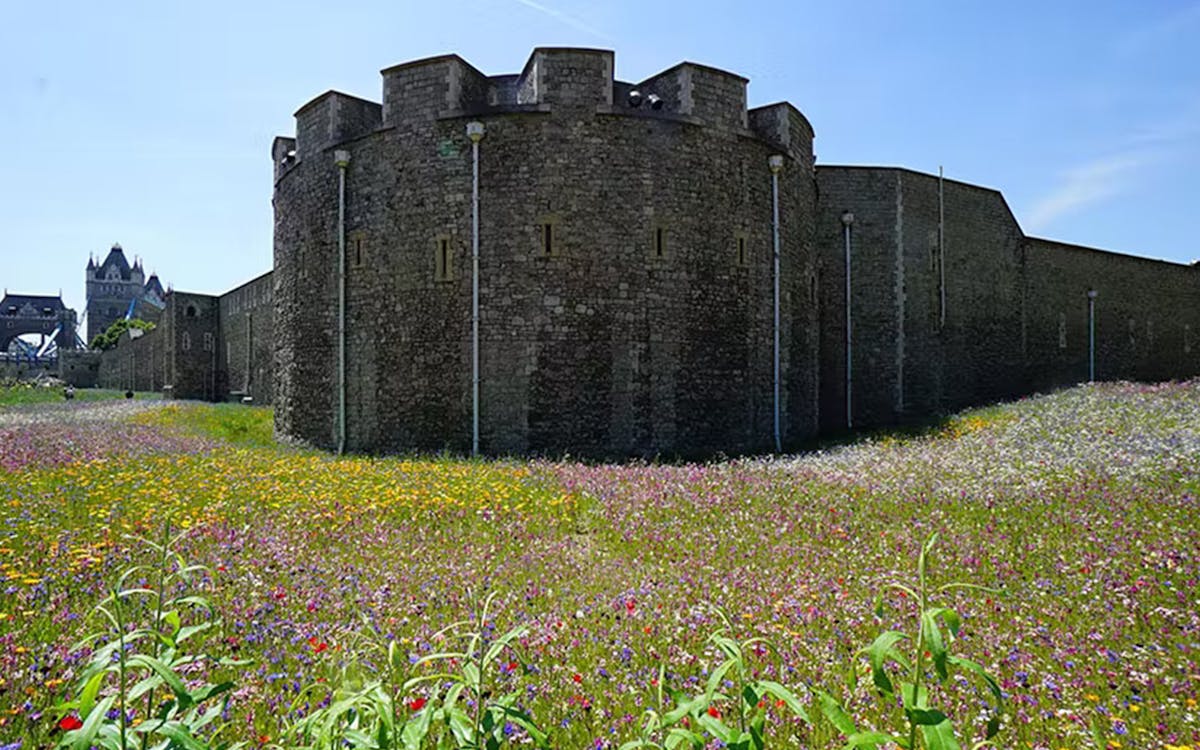 superbloom alla torre di londra con ingresso incluso-8 superbloom alla torre di londra con ingresso incluso-8