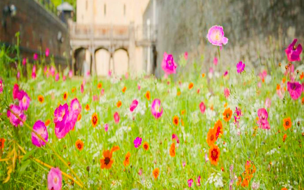 superbloom alla torre di londra con ingresso incluso-7 superbloom alla torre di londra con ingresso incluso-7