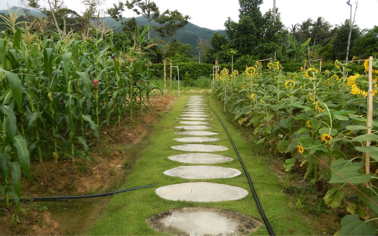 Pathway through corn and sunflower fields at Audi Dream Farm, Penang.