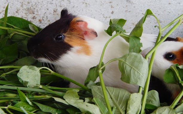 Guinea pigs among green leaves at Audi Dream Farm, Penang.