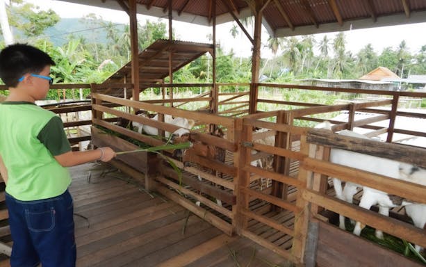 Child feeding goats at Audi Dream Farm, Penang, surrounded by tropical greenery.