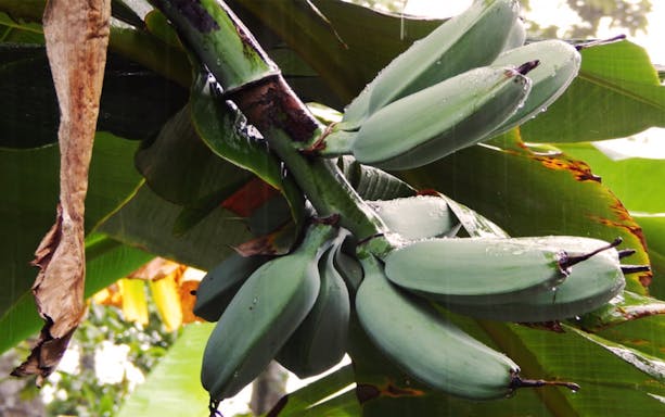Green bananas growing on a tree at Penang Tropical Fruits and Audi Dream Farm.