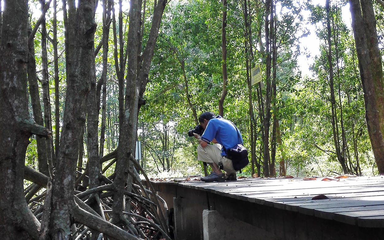 Person photographing mangrove trees on Penang countryside cycling tour.