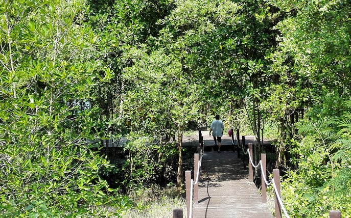 Cyclists on a wooden path through lush greenery in Penang countryside.