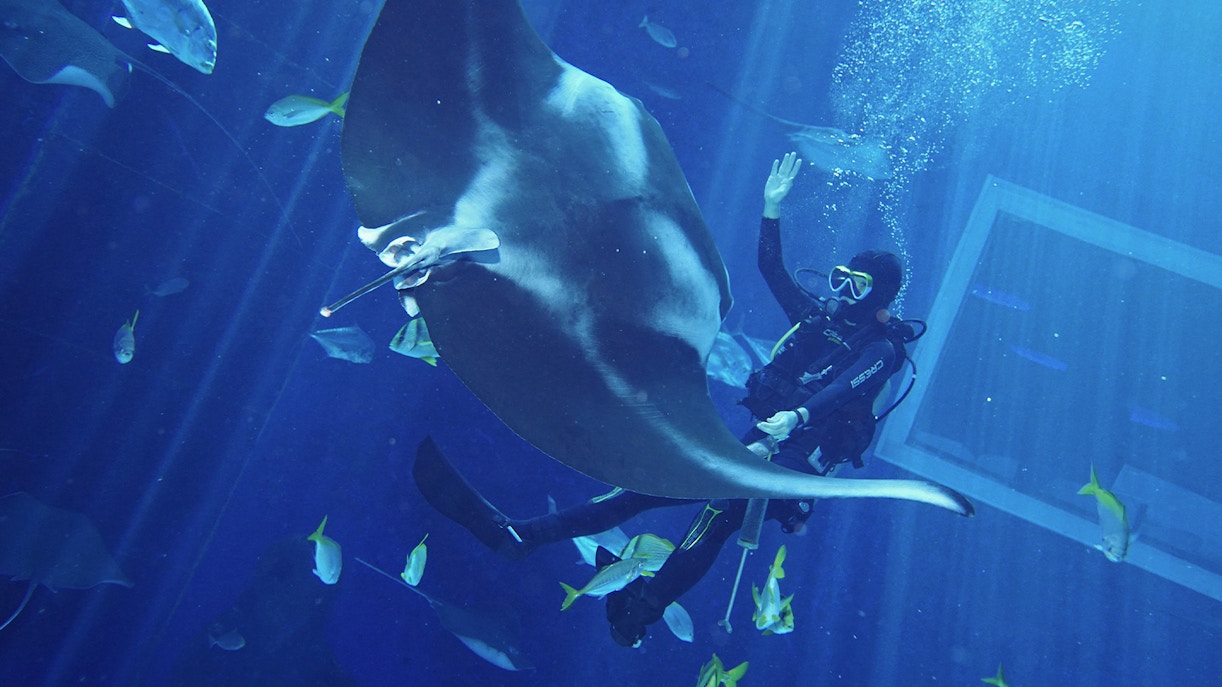 Sentosa FUN Pass - S.E.A Aquarium Singapore