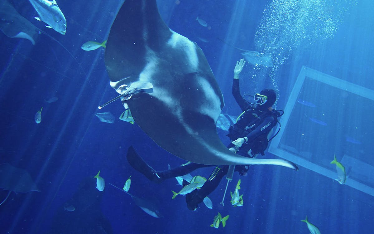 entry tickets to s.e.a. aquarium™ junior ocean protector camp with lunch-5 entry tickets to s.e.a. aquarium™ junior ocean protector camp with lunch-5