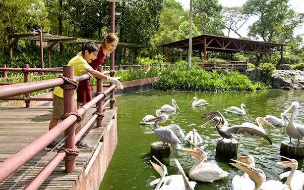 Visitors feeding pelicans at Jurong Bird Park, Singapore.