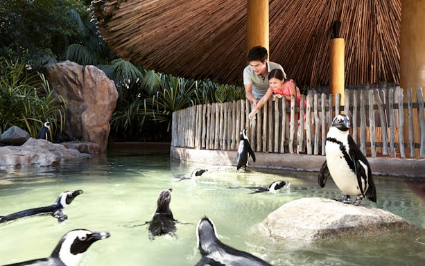 Visitors feeding penguins at Jurong Bird Park, Singapore.