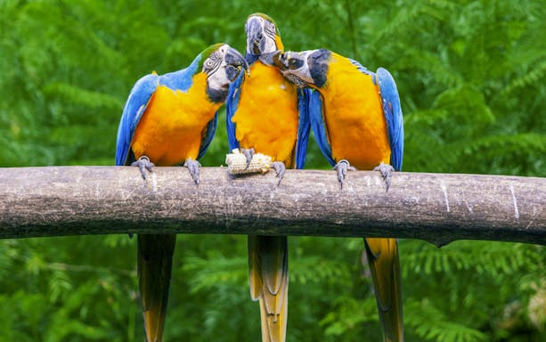 Three macaws perched on a branch at Jurong Bird Park.