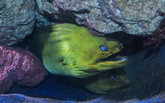 Moray eel in a rocky crevice at Key West Aquarium.
