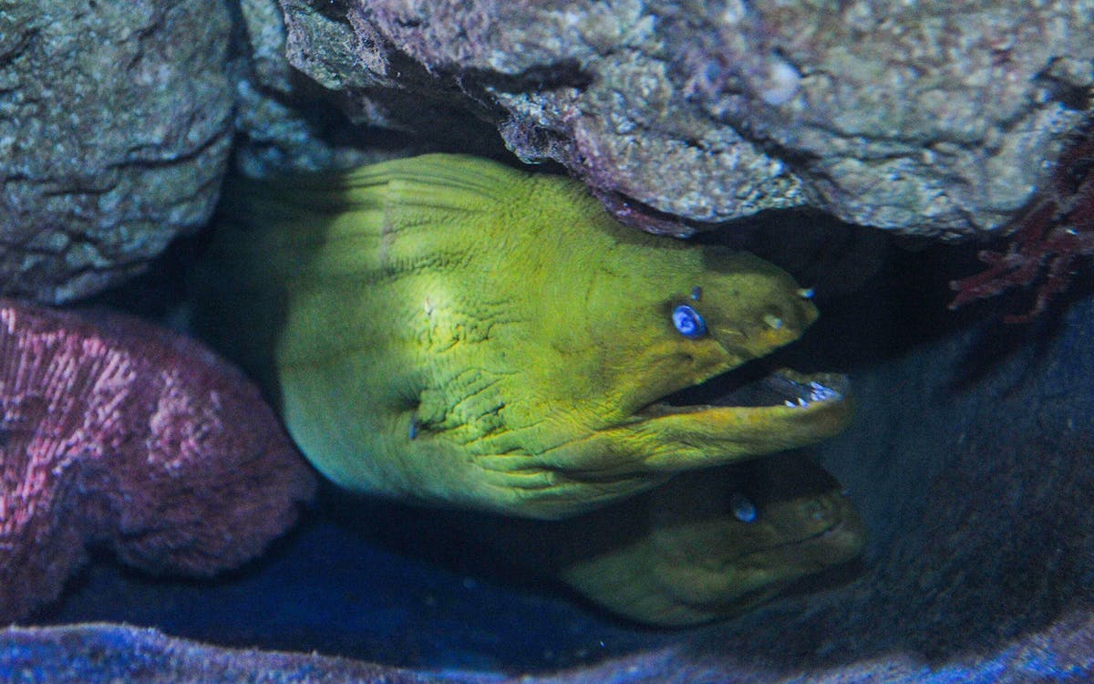 key west aquarium-10 key west aquarium-10