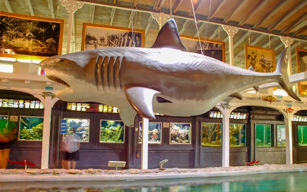 Suspended shark model inside Key West Aquarium with visitors viewing exhibits.