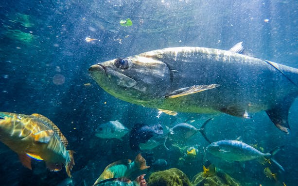Large fish swimming in a tank at Key West Aquarium.