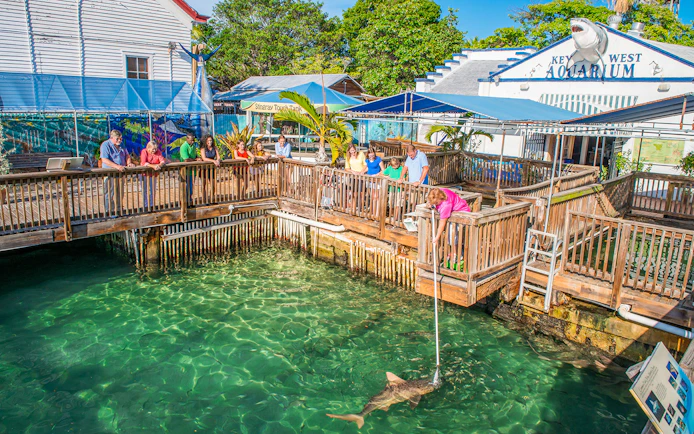 Visitors observing a shark feeding at Key West Aquarium.
