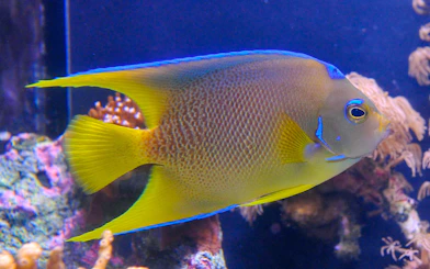 Colorful fish swimming in Key West Aquarium exhibit.