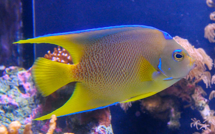 Colorful fish swimming in Key West Aquarium exhibit.