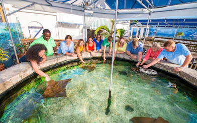 Visitors interacting with stingrays at Key West Aquarium touch tank.