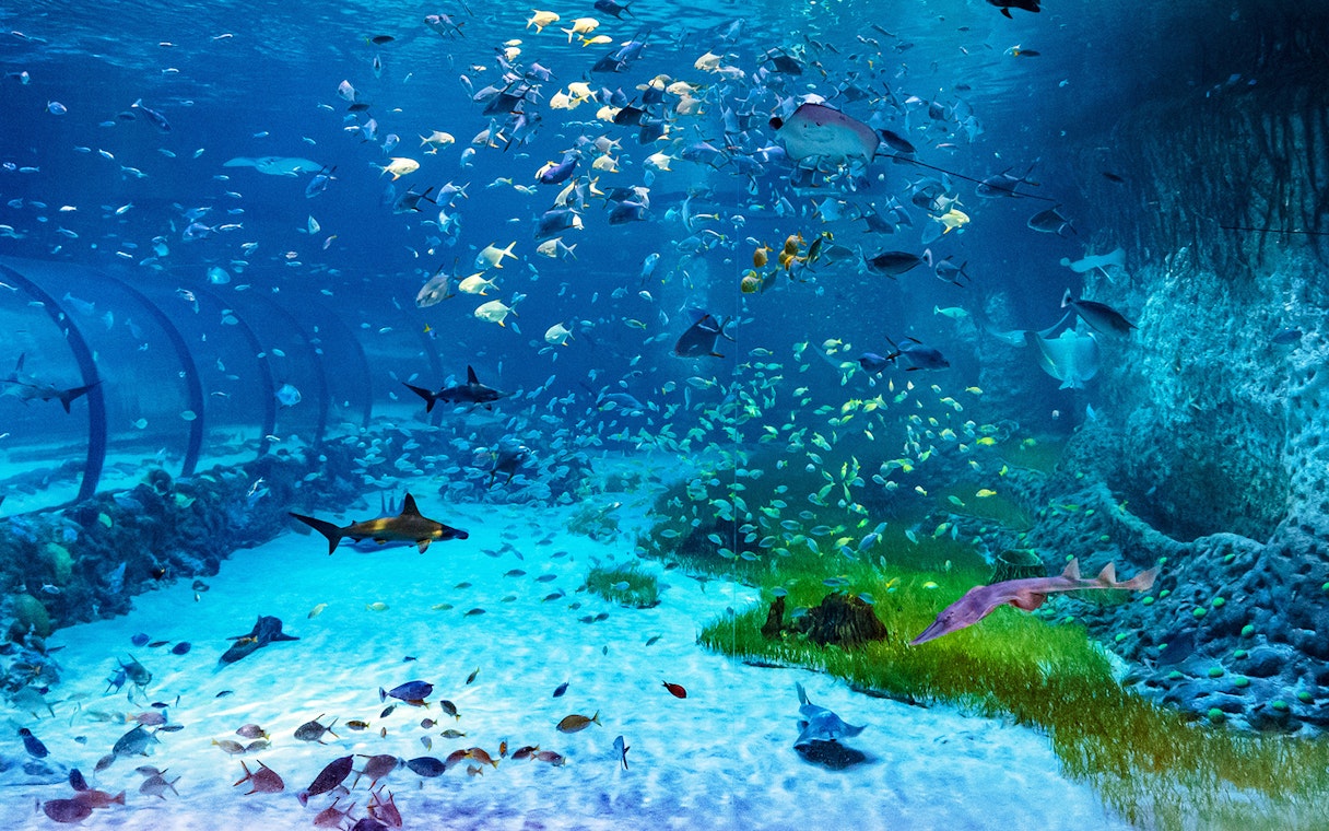 Underwater view of diverse marine life at National Aquarium Abu Dhabi, featuring sharks and colorful fish.