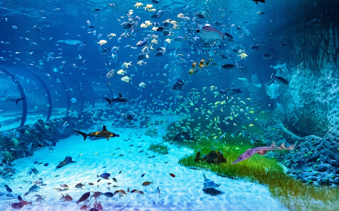 Underwater view of diverse marine life at National Aquarium Abu Dhabi, featuring sharks and colorful fish.