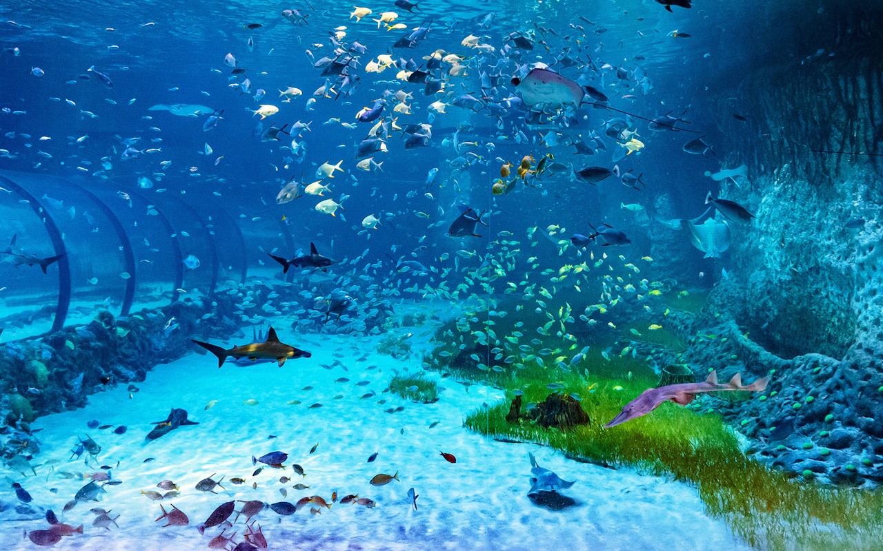 Eintrittsticket für das National Aquarium Abu Dhabi + „Beyond the Glass“-Erlebnis — 8