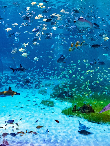 Underwater view of diverse marine life at National Aquarium Abu Dhabi, featuring sharks and colorful fish.