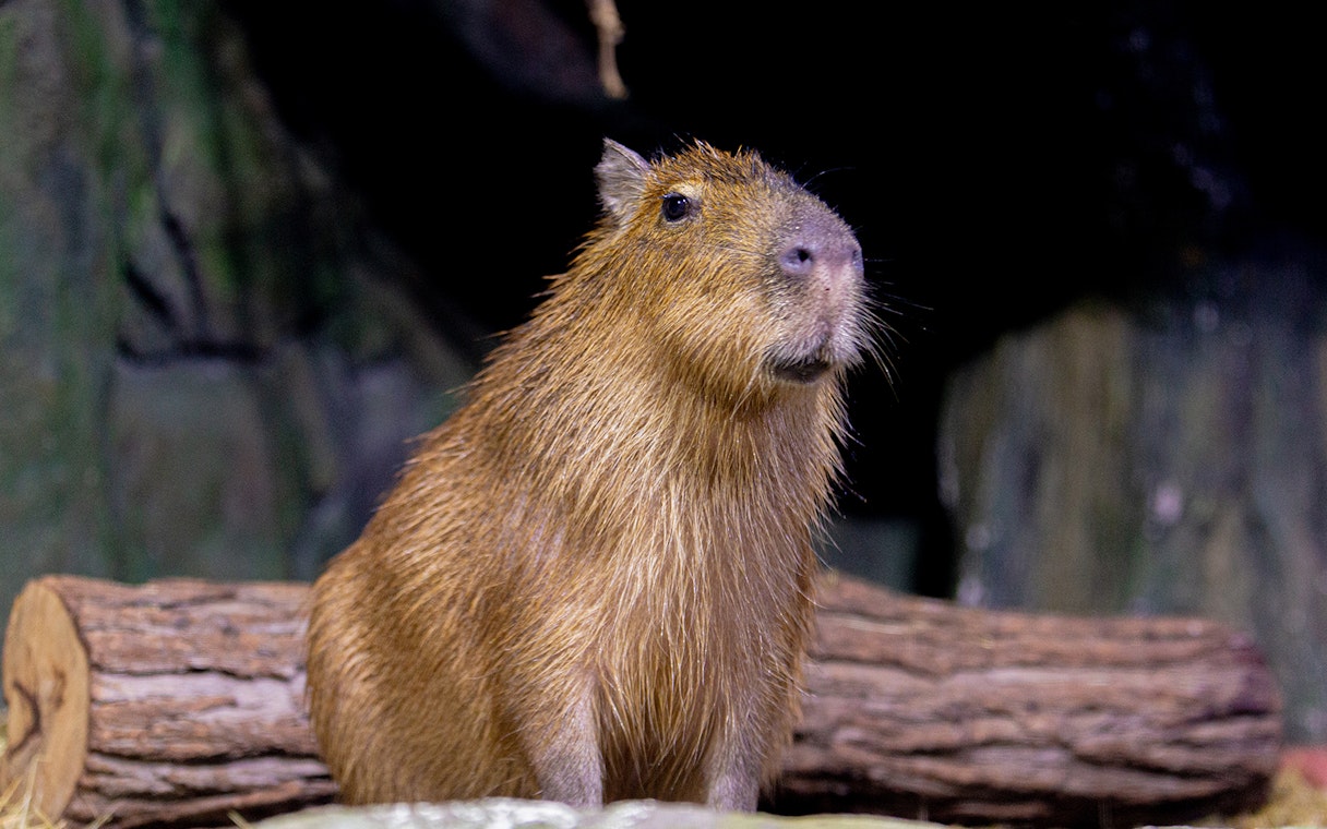 Capybara at National Aquarium Abu Dhabi exhibit.