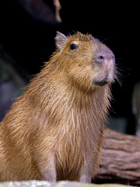 Capybara at National Aquarium Abu Dhabi exhibit.