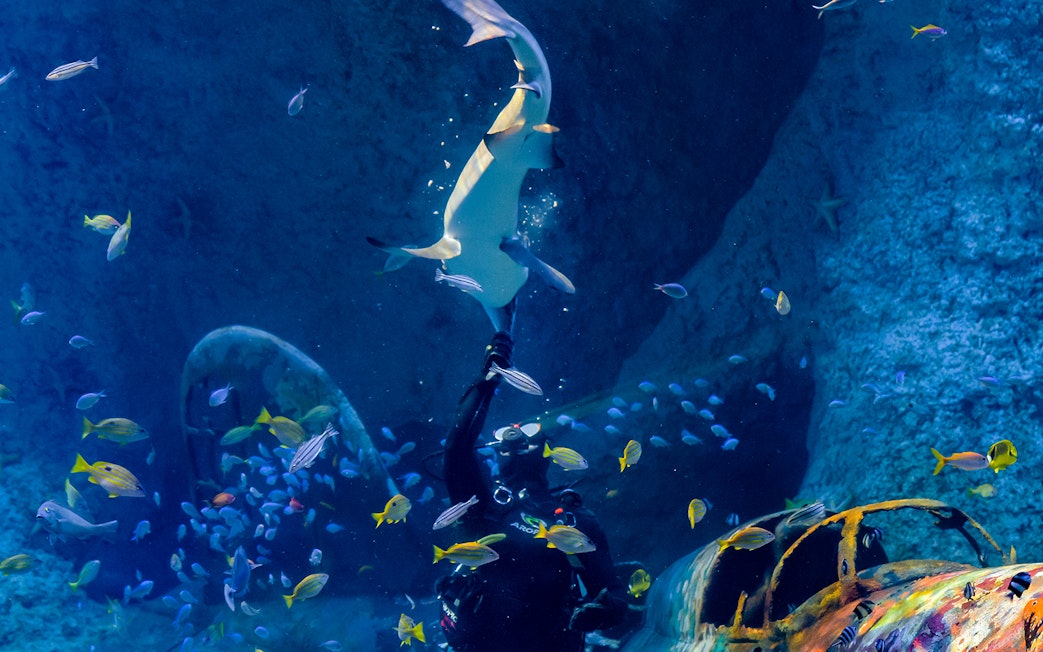 Diver interacting with a shark among colorful fish at National Aquarium Abu Dhabi.