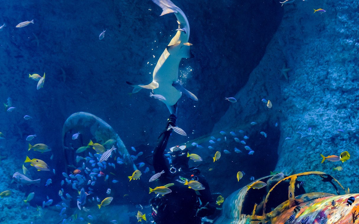 Diver interacting with a shark among colorful fish at National Aquarium Abu Dhabi.