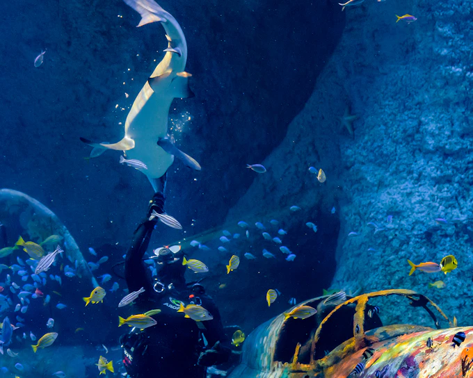 National Aquarium Abu Dhabi Entry Ticket + Beyond The Glass Experience