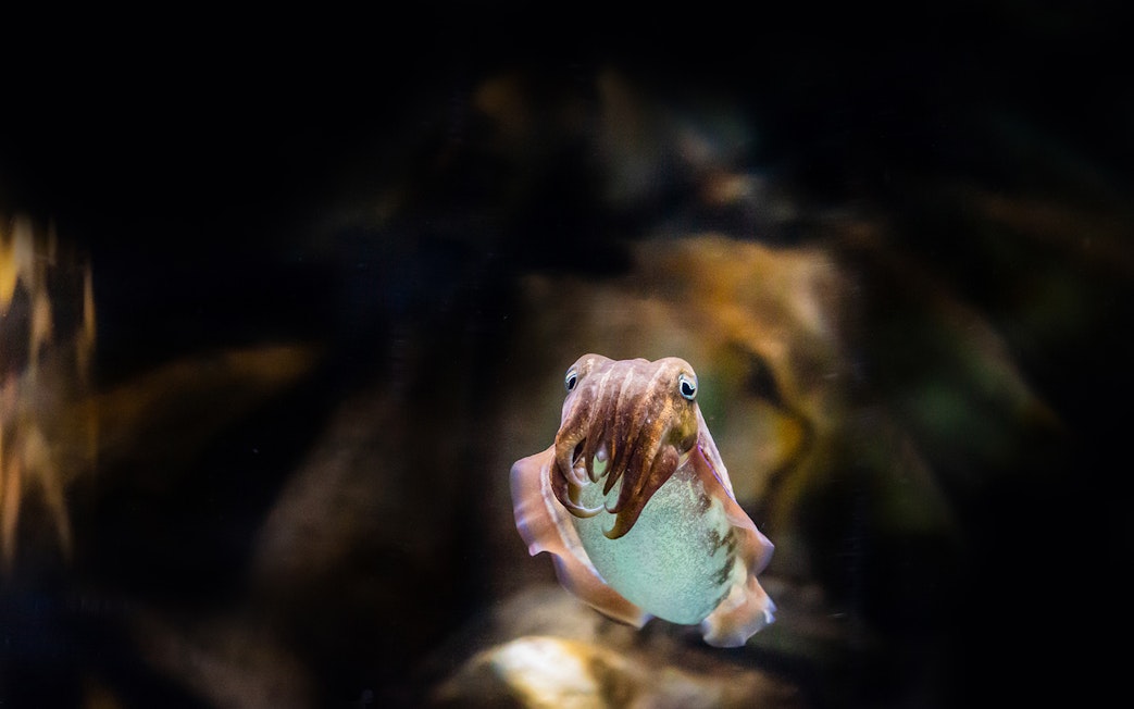 Cuttlefish swimming at the National Aquarium Abu Dhabi.