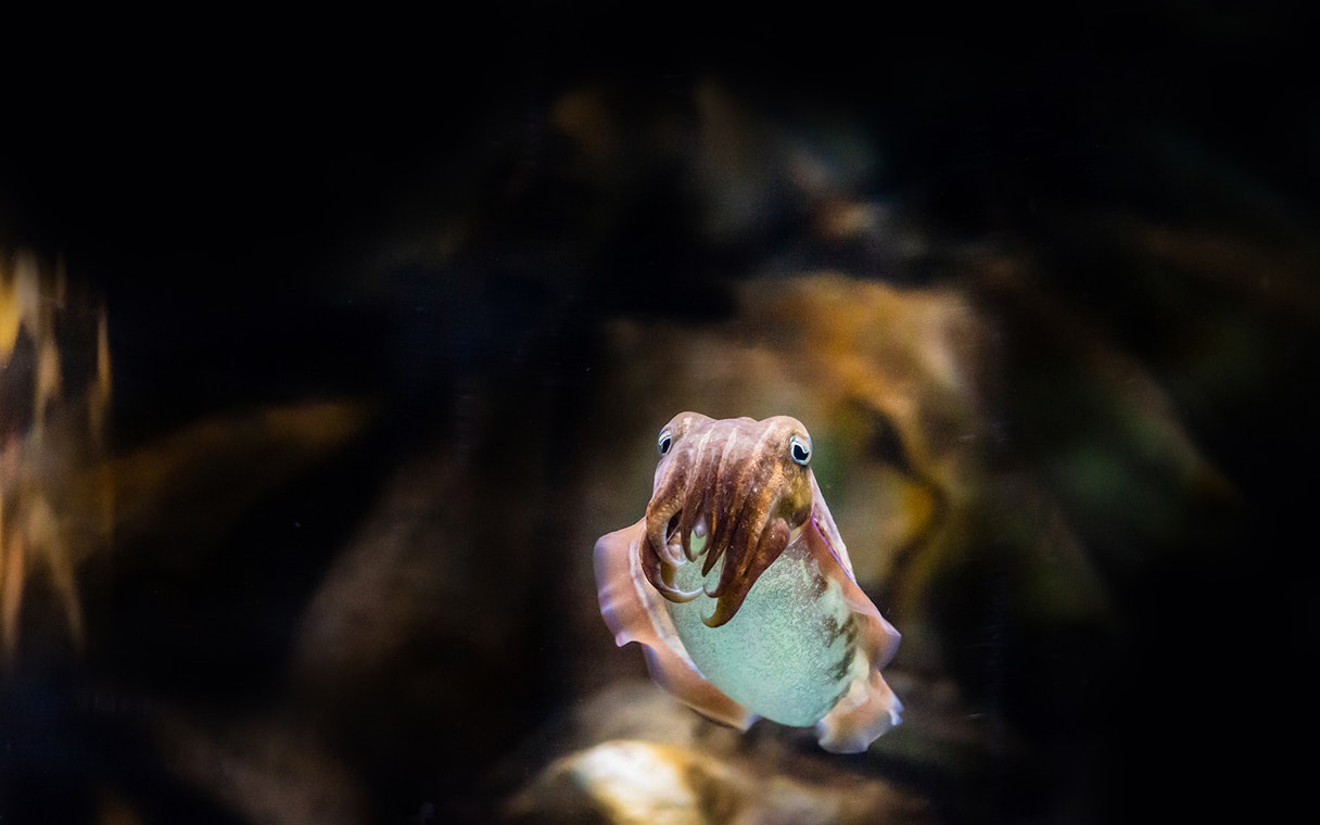 Cuttlefish swimming at the National Aquarium Abu Dhabi.
