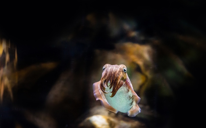 Cuttlefish swimming at the National Aquarium Abu Dhabi.